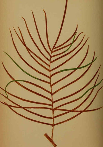 Reproducción/Reproduction 5985436284: Ferns: British and exotic V.4 London,Groombridge and Sons,1856-60