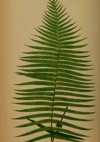 Reproducción/Reproduction 5985436786: Ferns: British and exotic V.4 London,Groombridge and Sons,1856-60