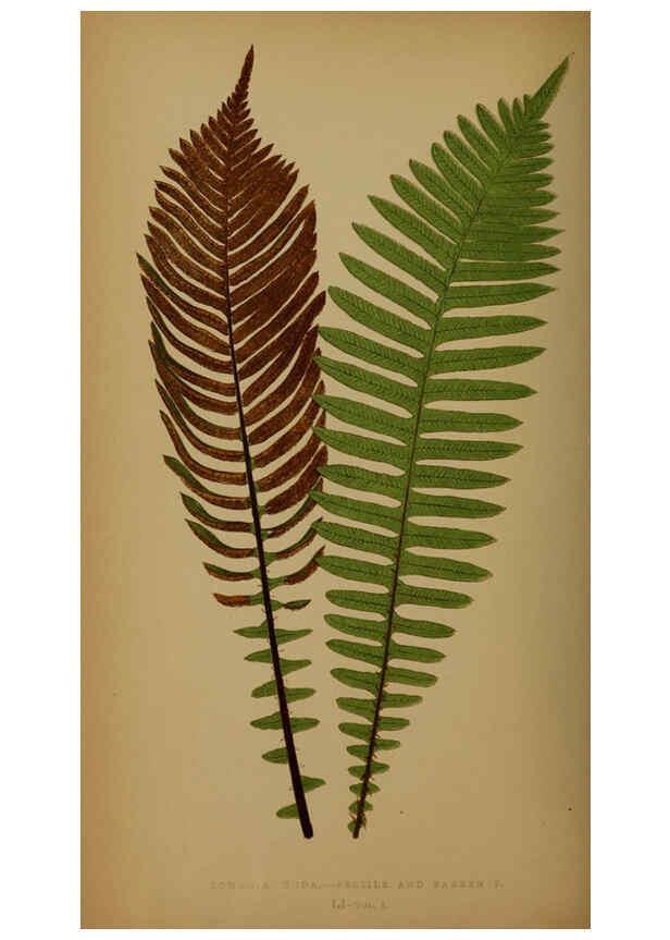 Reproducción/Reproduction 5985437372: Ferns: British and exotic V.4 London,Groombridge and Sons,1856-60
