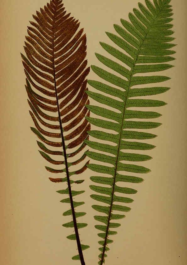 Reproducción/Reproduction 5985437372: Ferns: British and exotic V.4 London,Groombridge and Sons,1856-60