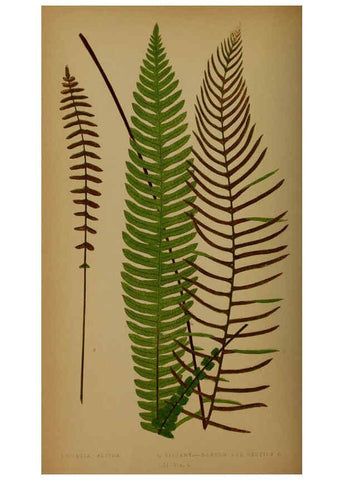 Reproducción/Reproduction 5985437542: Ferns: British and exotic V.4 London,Groombridge and Sons,1856-60