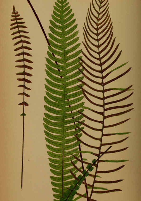 Reproducción/Reproduction 5985437542: Ferns: British and exotic V.4 London,Groombridge and Sons,1856-60