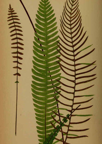 Reproducción/Reproduction 5985437542: Ferns: British and exotic V.4 London,Groombridge and Sons,1856-60