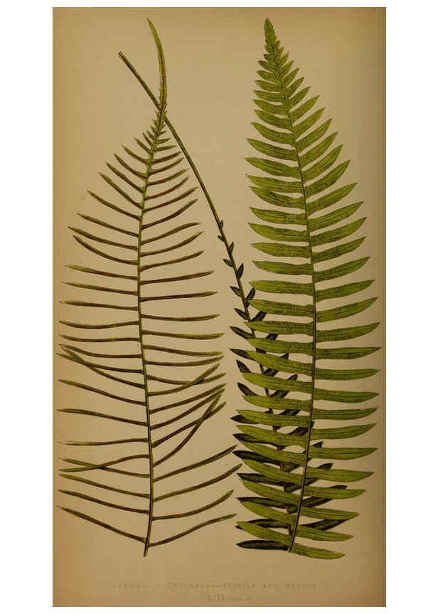 Reproducción/Reproduction 5984875043: Ferns: British and exotic V.4 London,Groombridge and Sons,1856-60