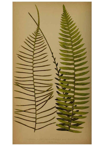 Reproducción/Reproduction 5984875043: Ferns: British and exotic V.4 London,Groombridge and Sons,1856-60