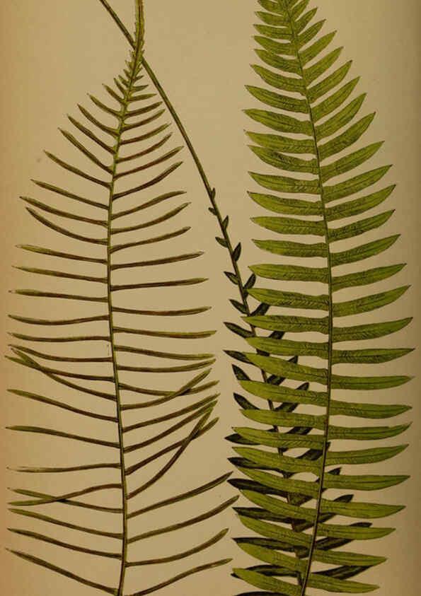 Reproducción/Reproduction 5984875043: Ferns: British and exotic V.4 London,Groombridge and Sons,1856-60