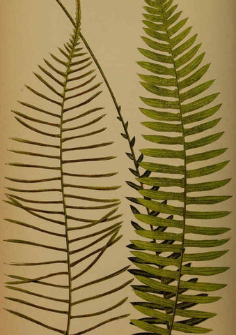 Reproducción/Reproduction 5984875043: Ferns: British and exotic V.4 London,Groombridge and Sons,1856-60