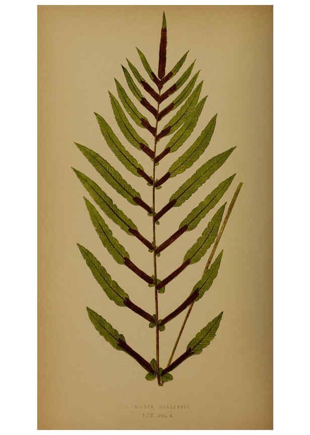 Reproducción/Reproduction 5984875229: Ferns: British and exotic V.4 London,Groombridge and Sons,1856-60