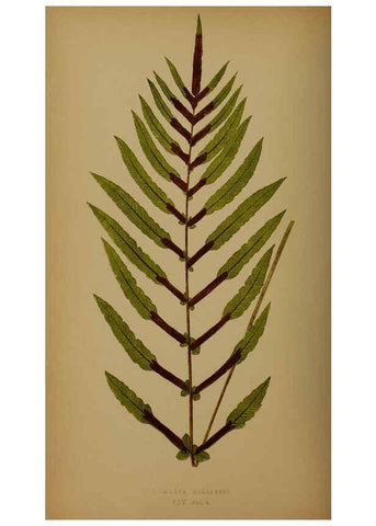 Reproducción/Reproduction 5984875229: Ferns: British and exotic V.4 London,Groombridge and Sons,1856-60
