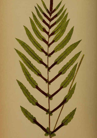 Reproducción/Reproduction 5984875229: Ferns: British and exotic V.4 London,Groombridge and Sons,1856-60