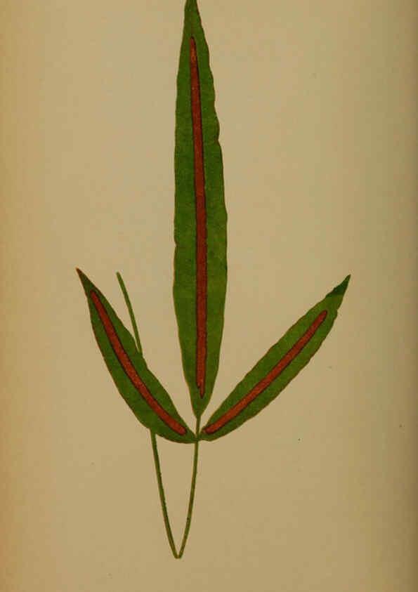 Reproducción/Reproduction 5984871279: Ferns: British and exotic V.4 London,Groombridge and Sons,1856-60