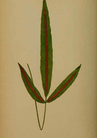 Reproducción/Reproduction 5984871279: Ferns: British and exotic V.4 London,Groombridge and Sons,1856-60