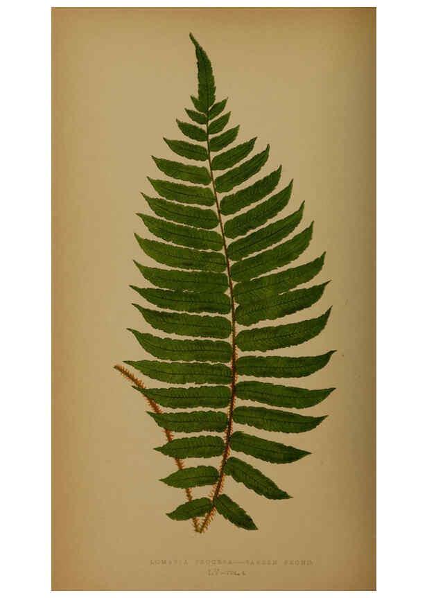 Reproducción/Reproduction 5985438222: Ferns: British and exotic V.4 London,Groombridge and Sons,1856-60