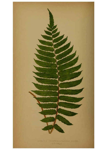 Reproducción/Reproduction 5985438222: Ferns: British and exotic V.4 London,Groombridge and Sons,1856-60