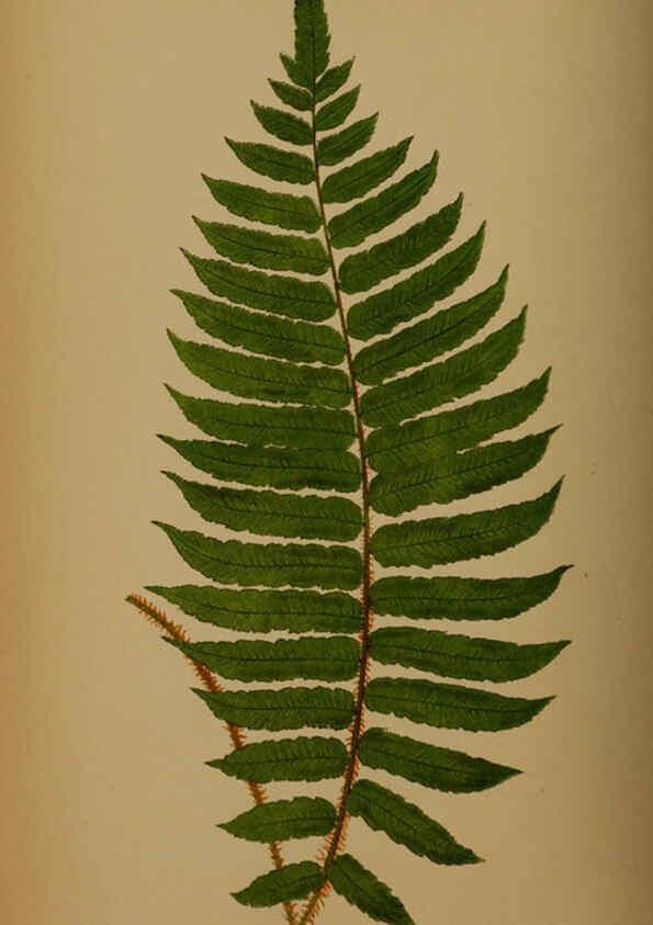Reproducción/Reproduction 5985438222: Ferns: British and exotic V.4 London,Groombridge and Sons,1856-60