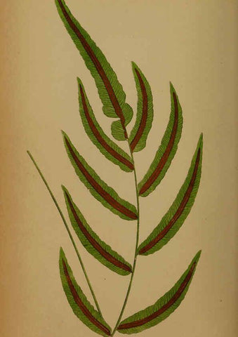 Reproducción/Reproduction 5985433758: Ferns: British and exotic V.4 London,Groombridge and Sons,1856-60