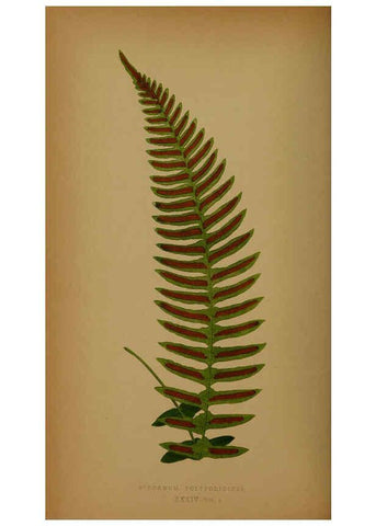 Reproducción/Reproduction 5985433244: Ferns: British and exotic V.4 London,Groombridge and Sons,1856-60