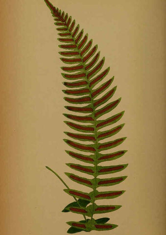 Reproducción/Reproduction 5985433244: Ferns: British and exotic V.4 London,Groombridge and Sons,1856-60