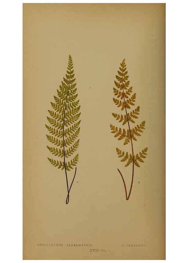 Reproducción/Reproduction 5984866719: Ferns: British and exotic V.4 London,Groombridge and Sons,1856-60
