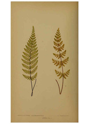 Reproducción/Reproduction 5984866719: Ferns: British and exotic V.4 London,Groombridge and Sons,1856-60