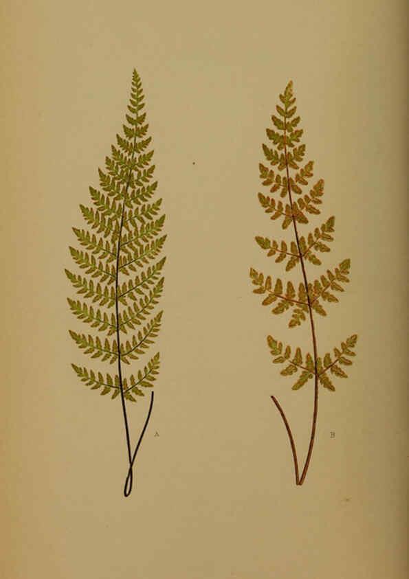 Reproducción/Reproduction 5984866719: Ferns: British and exotic V.4 London,Groombridge and Sons,1856-60