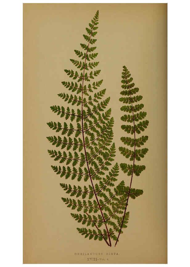 Reproducción/Reproduction 5984866963: Ferns: British and exotic V.4 London,Groombridge and Sons,1856-60