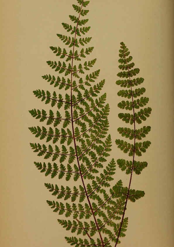 Reproducción/Reproduction 5984866963: Ferns: British and exotic V.4 London,Groombridge and Sons,1856-60
