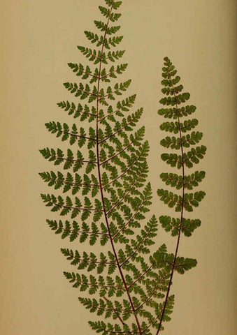 Reproducción/Reproduction 5984866963: Ferns: British and exotic V.4 London,Groombridge and Sons,1856-60