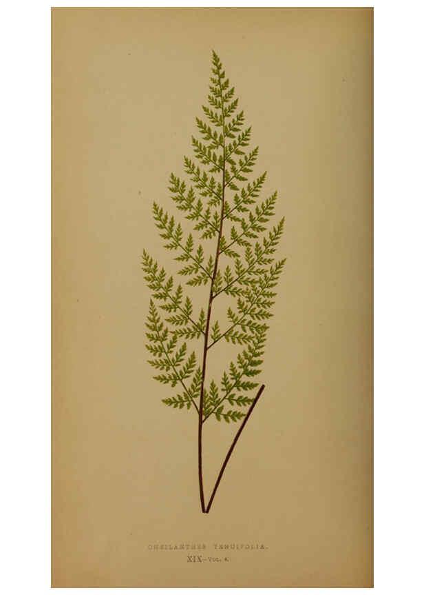 Reproducción/Reproduction 5984867171: Ferns: British and exotic V.4 London,Groombridge and Sons,1856-60