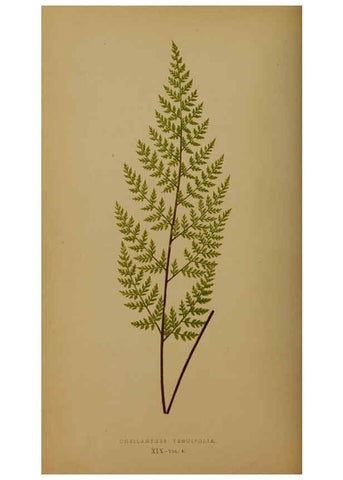 Reproducción/Reproduction 5984867171: Ferns: British and exotic V.4 London,Groombridge and Sons,1856-60