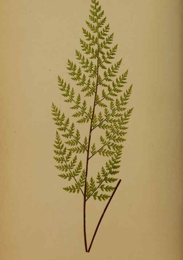 Reproducción/Reproduction 5984867171: Ferns: British and exotic V.4 London,Groombridge and Sons,1856-60
