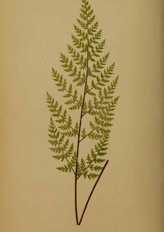 Reproducción/Reproduction 5984867171: Ferns: British and exotic V.4 London,Groombridge and Sons,1856-60