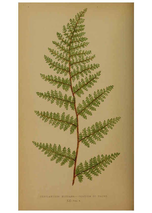 Reproducción/Reproduction 5984867477: Ferns: British and exotic V.4 London,Groombridge and Sons,1856-60