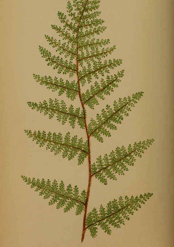 Reproducción/Reproduction 5984867477: Ferns: British and exotic V.4 London,Groombridge and Sons,1856-60
