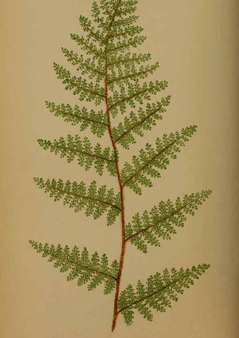 Reproducción/Reproduction 5984867477: Ferns: British and exotic V.4 London,Groombridge and Sons,1856-60