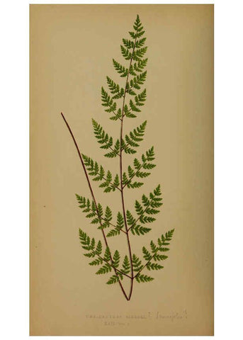 Reproducción/Reproduction 5984867903: Ferns: British and exotic V.4 London,Groombridge and Sons,1856-60
