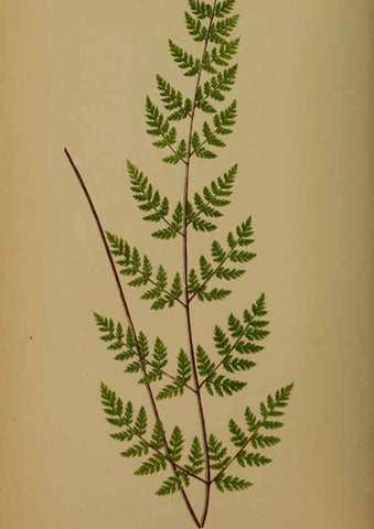 Reproducción/Reproduction 5984867903: Ferns: British and exotic V.4 London,Groombridge and Sons,1856-60