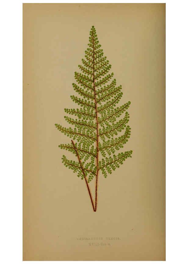 Reproducción/Reproduction 5984868135: Ferns: British and exotic V.4 London,Groombridge and Sons,1856-60