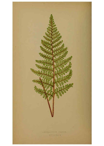 Reproducción/Reproduction 5984868135: Ferns: British and exotic V.4 London,Groombridge and Sons,1856-60