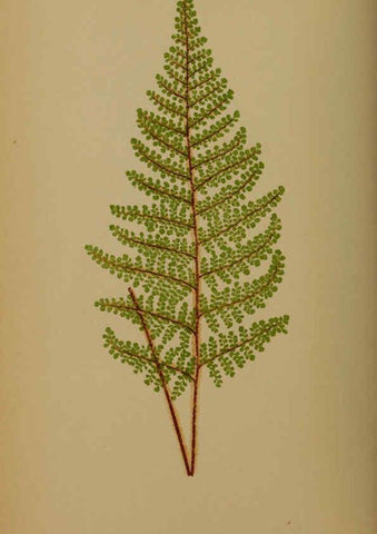 Reproducción/Reproduction 5984868135: Ferns: British and exotic V.4 London,Groombridge and Sons,1856-60