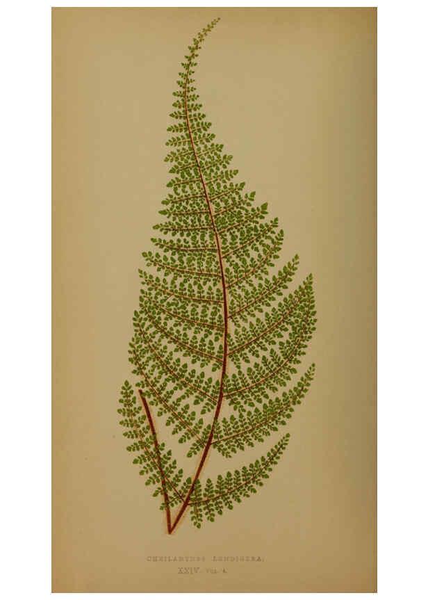 Reproducción/Reproduction 5984868345: Ferns: British and exotic V.4 London,Groombridge and Sons,1856-60