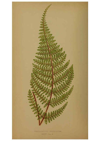 Reproducción/Reproduction 5984868345: Ferns: British and exotic V.4 London,Groombridge and Sons,1856-60
