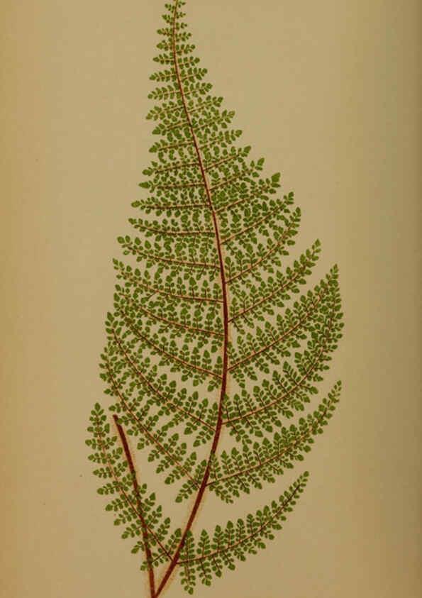 Reproducción/Reproduction 5984868345: Ferns: British and exotic V.4 London,Groombridge and Sons,1856-60