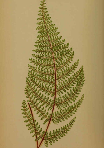 Reproducción/Reproduction 5984868345: Ferns: British and exotic V.4 London,Groombridge and Sons,1856-60