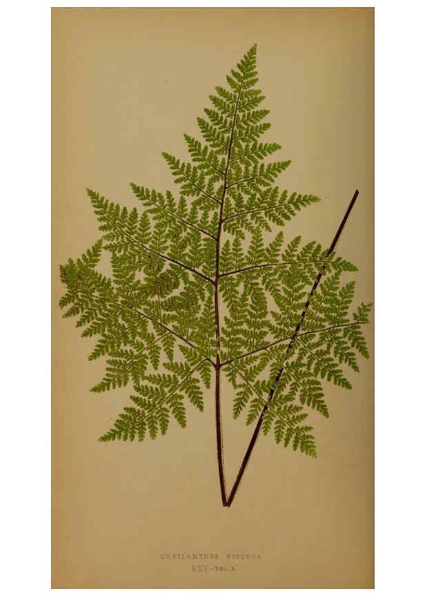 Reproducción/Reproduction 5984868605: Ferns: British and exotic V.4 London,Groombridge and Sons,1856-60
