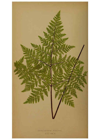 Reproducción/Reproduction 5984868605: Ferns: British and exotic V.4 London,Groombridge and Sons,1856-60