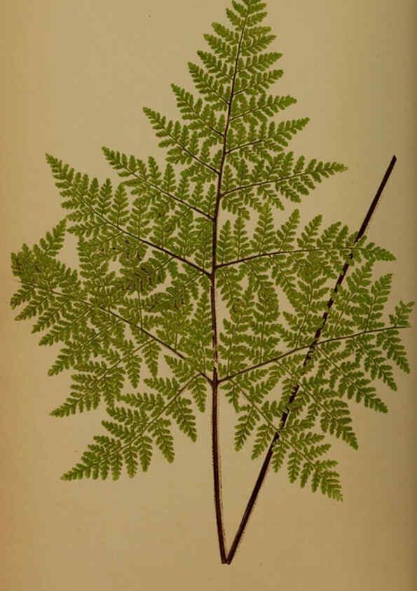 Reproducción/Reproduction 5984868605: Ferns: British and exotic V.4 London,Groombridge and Sons,1856-60