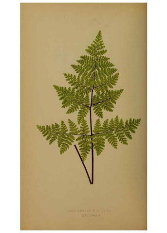 Reproducción/Reproduction 5984868819: Ferns: British and exotic V.4 London,Groombridge and Sons,1856-60