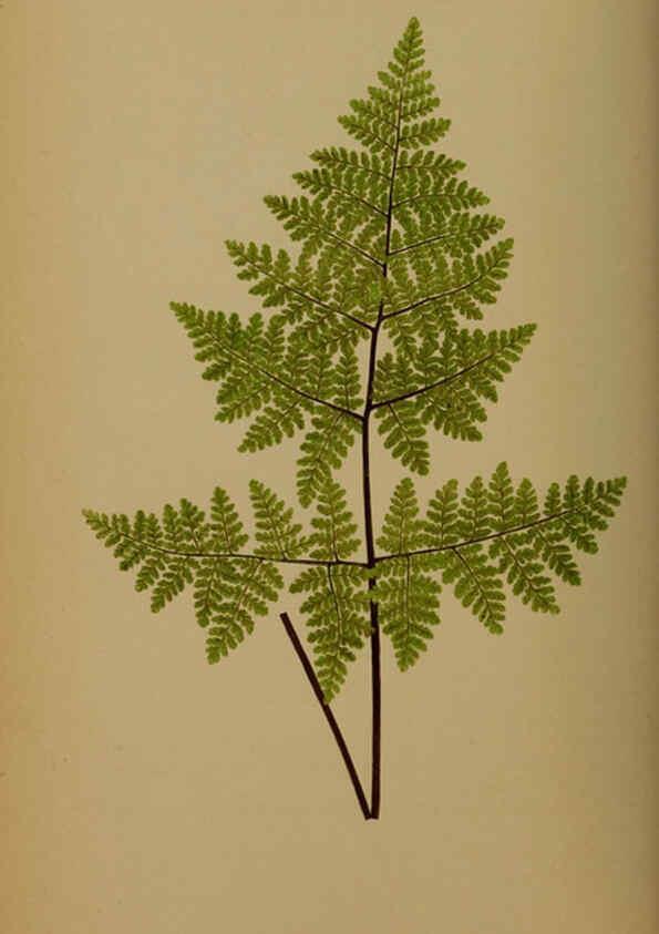 Reproducción/Reproduction 5984868819: Ferns: British and exotic V.4 London,Groombridge and Sons,1856-60