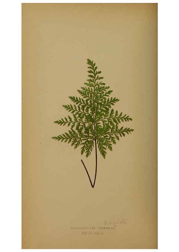 Reproducción/Reproduction 5985431756: Ferns: British and exotic V.4 London,Groombridge and Sons,1856-60
